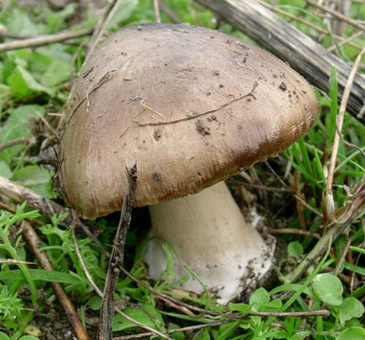 498 Novembre vecchio ritrovamento